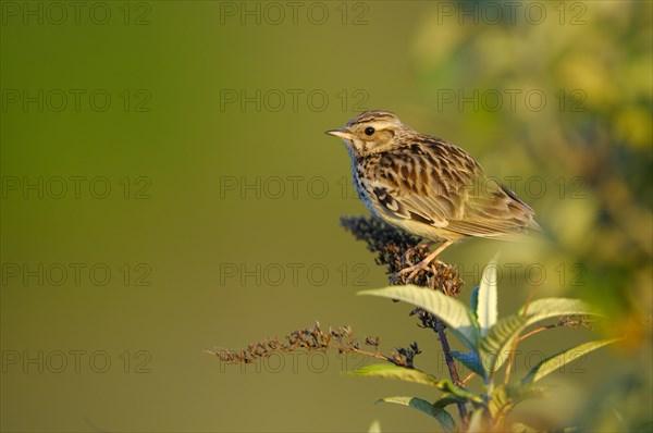 Woodlark