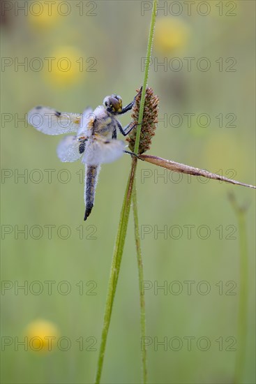 Four-spotted dragonfly