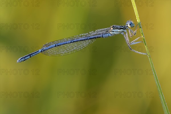 Blue damselfly