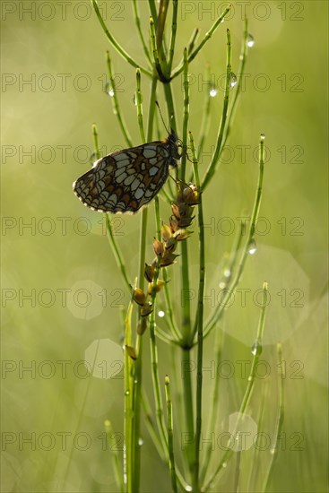 Common fritillary