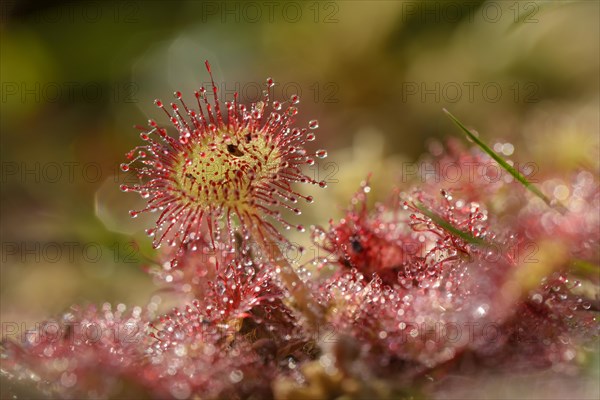 Round-leaved sundew