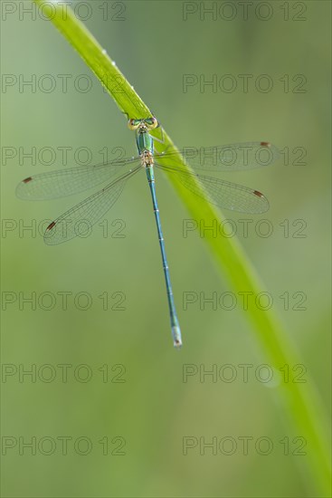 Common rush damselfly