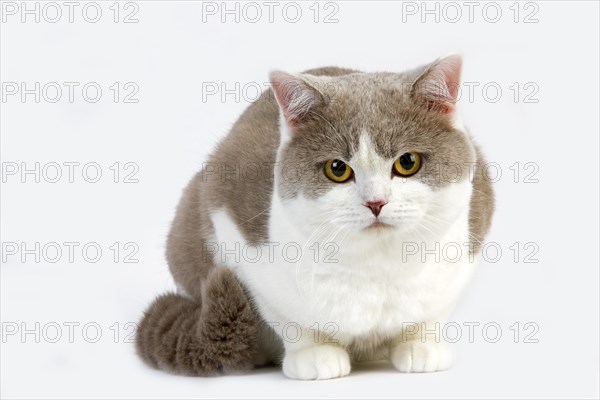 Purple and white British shorthair domestic cat