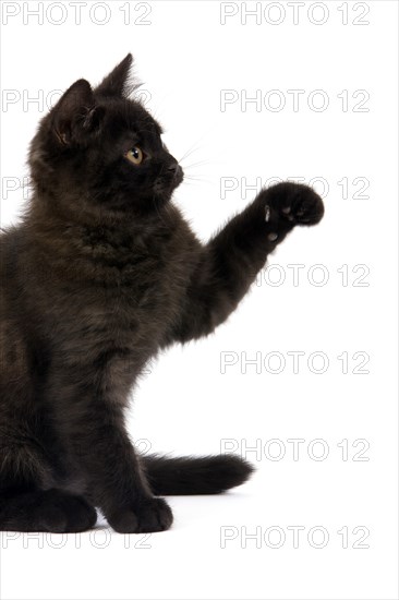 BLACK BRITISH SHORTHAIRED KITTEN PLAYING IN FRONT OF WHITE BACKGROUND