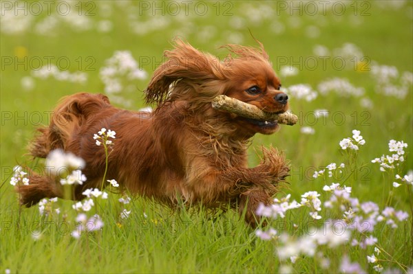 Cavalier King Charles Spaniel