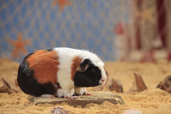 English Crested guinea pigs