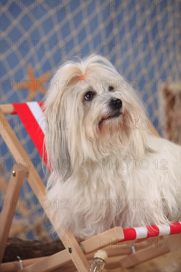 Coton de Tulear