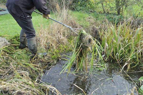 Gardener clearing overgrown vegetation from small wildlife pond in garden