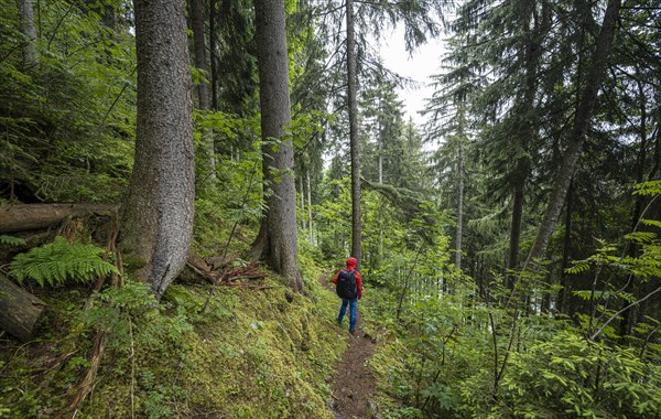 Hiker in the forest