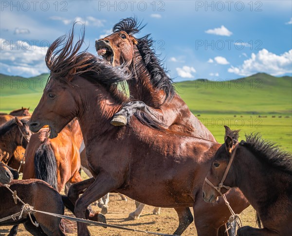 Stallions fighting