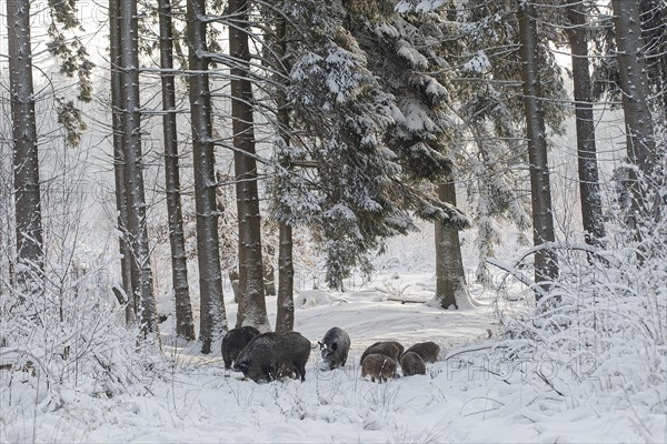 Wild boar