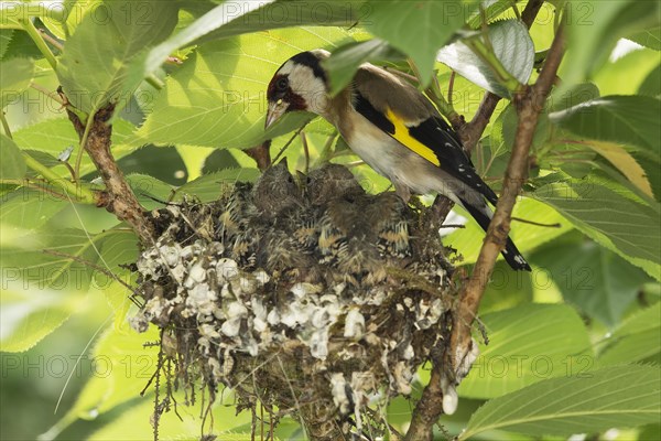 European goldfinch