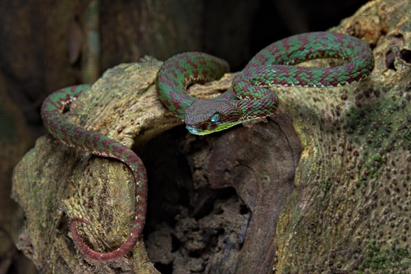 Brown-spotted pit viper