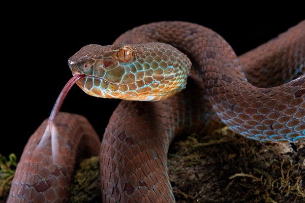 Philippines PitViper