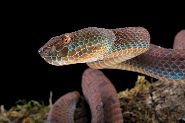 Philippines PitViper