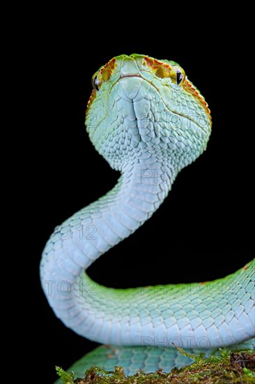 North Philippine Temple Pit Viper