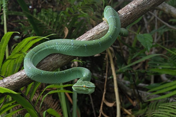 North Philippine Temple Pit Viper