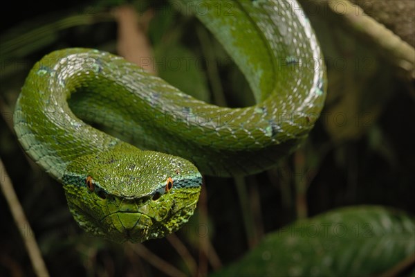 North Philippine Temple Pit Viper