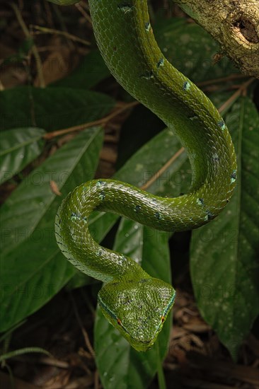 North Philippine Temple Pit Viper