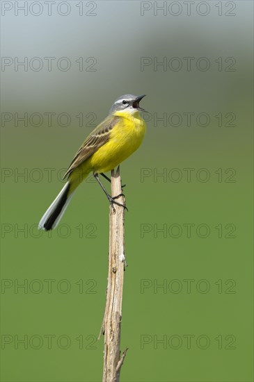 Yellow Wagtail