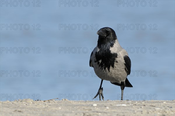 Hooded Crow