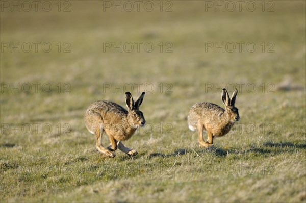 European brown hare