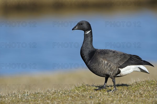 Brent Goose