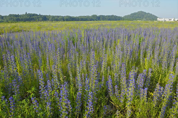 Common viper's bugloss