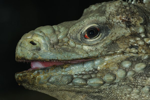 Rhinoceros Iguana