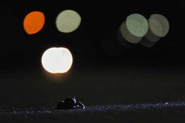 Common toad