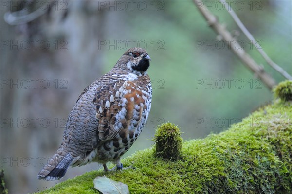 Hazel grouse