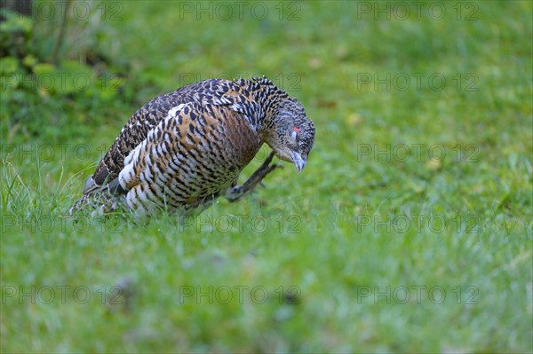 Capercaillie