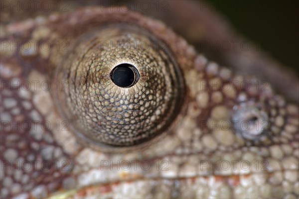 Malagasy giant chameleon