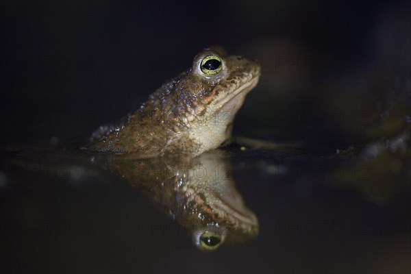 Natterjack toad