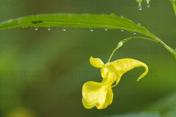 Greater Himalayan balsam