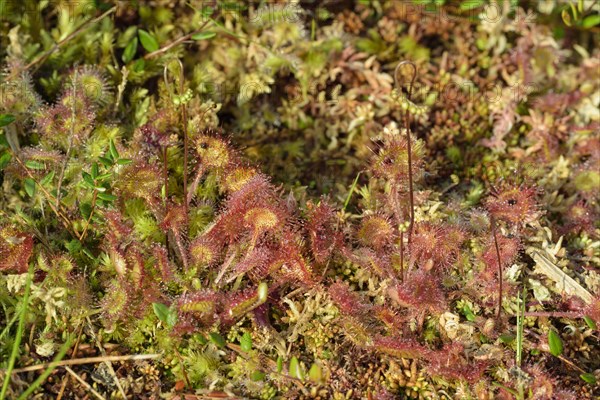 Round-leaved sundew