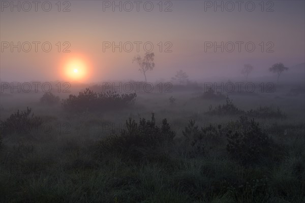 Morning atmosphere in the moor