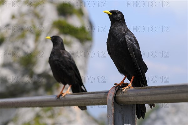 Alpine chough