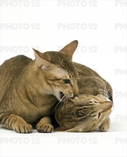Brown tabby oriental house cats