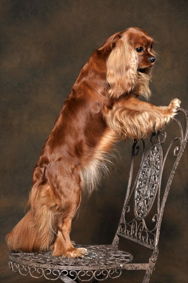 Cavalier King Charles Spaniel