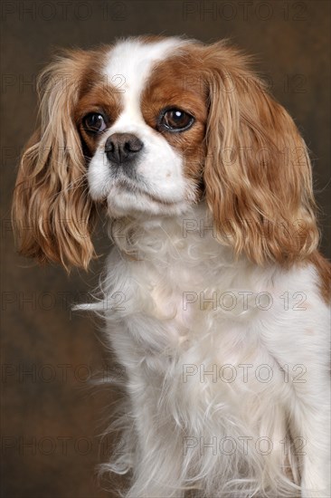 Kavalier King Charles Spaniel