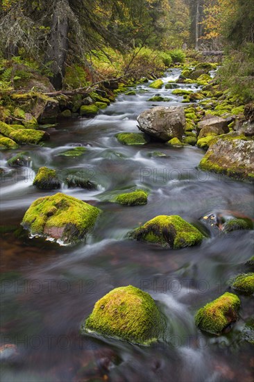 Mossy boulders in Njupan stream