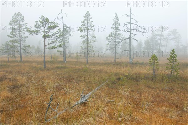 Old pines