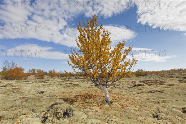 White birch