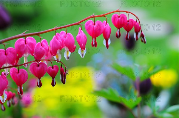 Bleeding heart