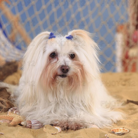 Coton de Tulear