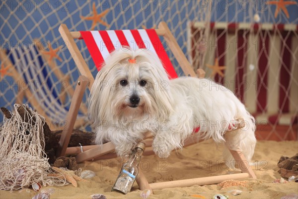 Coton de Tulear