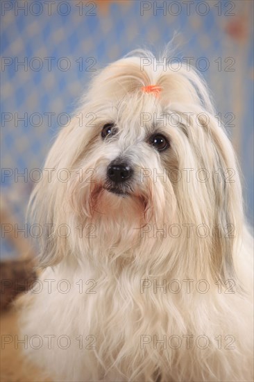 Coton de Tulear