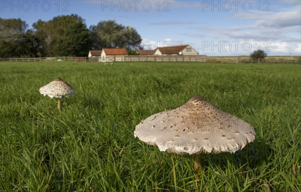 Giant parasol