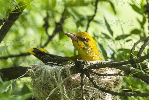 Eurasian Golden Oriole